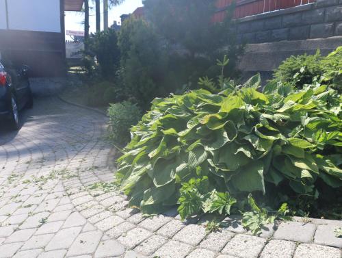 Zahrada ubytování Smyrecek-centrum Bukowiny