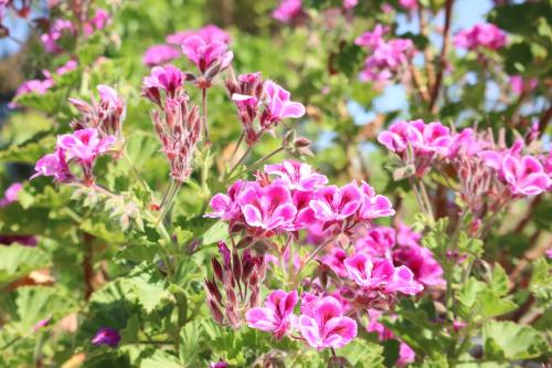 a bunch of pink flowers in a garden at Aires da Serra Hotel in Torres Novas