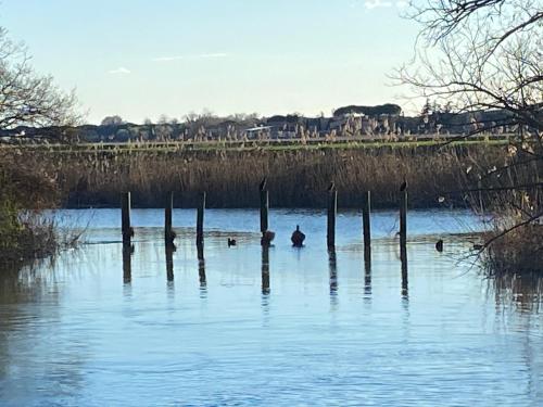 a person is sitting in the water near wooden posts at Agriturismo Riva Mondina in Casa Rougna