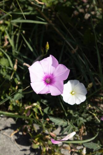 two pink and white flowers in the grass at Aires da Serra Hotel in Torres Novas