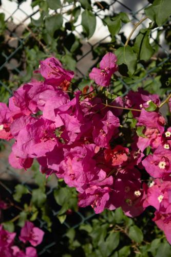 a bunch of purple flowers with green leaves at Aires da Serra Hotel in Torres Novas