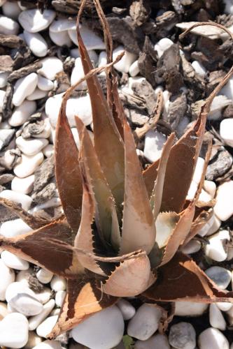 a succulent plant sitting on top of rocks at Aires da Serra Hotel in Torres Novas