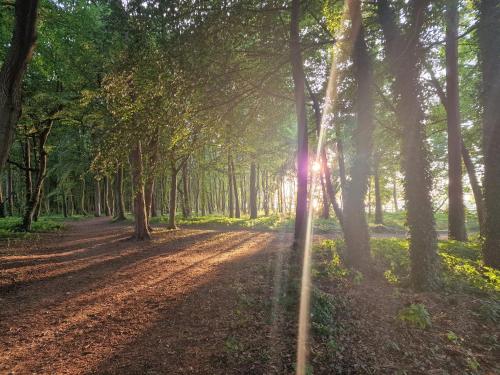 a dirt road in a forest with the sun shining through trees at Ośrodek Promenada- Horyzont in Jastrzębia Góra