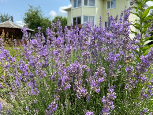 un campo de flores púrpuras delante de una casa en Карпатський затишок en Verkhovyna