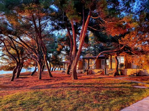 una casa con degli alberi di fronte di Family Bungalow Pineta a Novigrad Istria