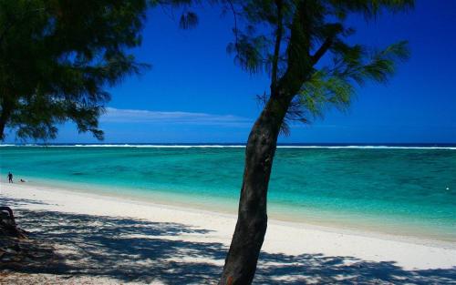 un palmier sur une plage avec l'océan dans l'établissement Charmant logement à l'Ermitage les bains, à La Saline les Bains