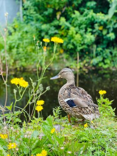 Altri animali domestici presso l'hotel o nei dintorni