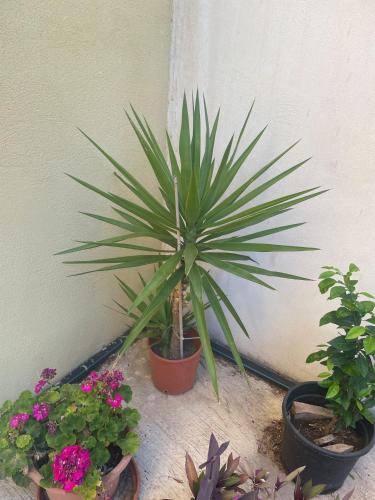 a palm plant in a pot next to some flowers at Tahiti Dreams in El Campello