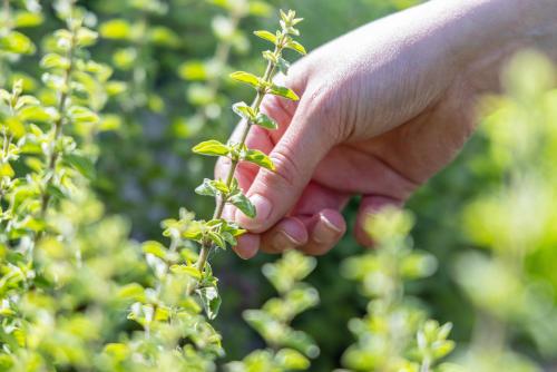 a hand holding up a plant in a field at Hotel Val Di Sogno - Adults Only in Malcesine