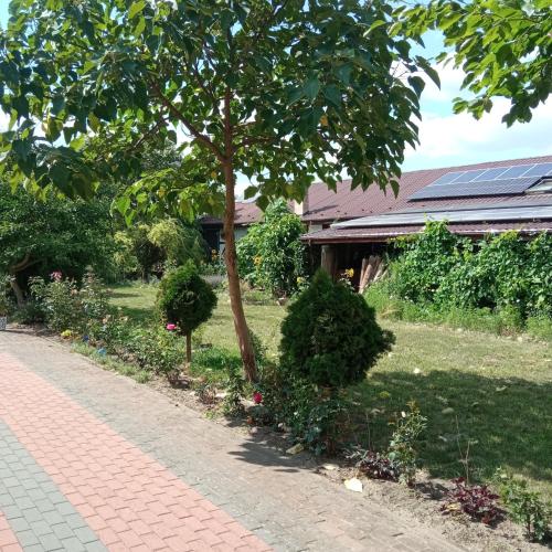a garden with a tree and a brick sidewalk at Agroturystyka Makowscy in Trzcianka