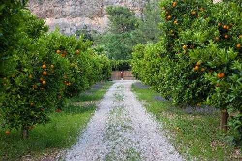 a dirt road in an orange orchard at Ekinoks Hotel - Adults Only in Cıralı