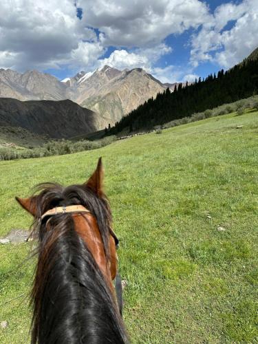 a horse in a field with mountains in the background at M-otel in Karakol