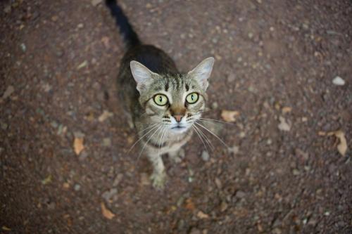 a cat with green eyes standing on the ground at Ekinoks Hotel - Adults Only in Cıralı