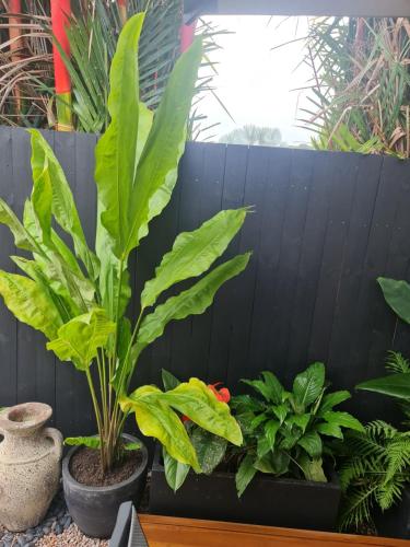 a black fence with two plants and some plants at Blue Lagoon Tropical Sanctuary in Trinity Beach