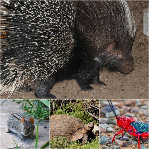 a collage of pictures of a porcupine and a turtle at Oupoort Eco & Guest Farm - Sutherland - Middelpos in Sutherland
