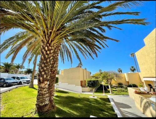 a palm tree in a yard next to a parking lot at El cortijo Bungalow Playa las Americas in Playa de las Americas