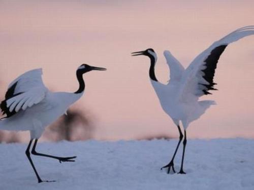 two birds walking on the snow with their wings out at Hotel Axia Inn Kushiro - Vacation STAY 67246v in Irifunechō