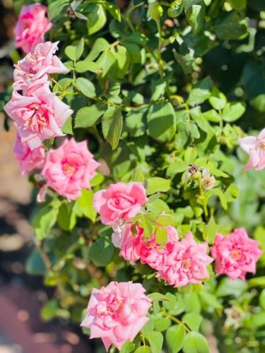 a bunch of pink flowers on a bush at PAYLESS INN in Kingfisher