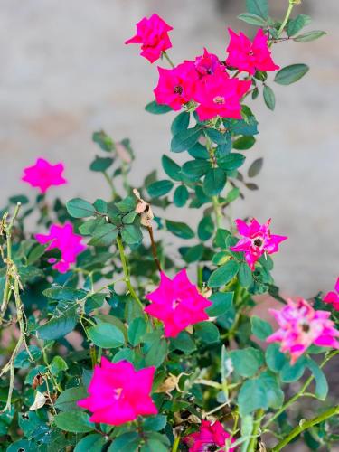 a group of pink flowers on a plant at PAYLESS INN in Kingfisher