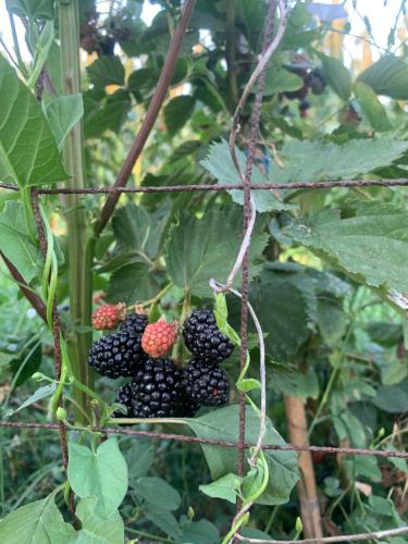 a bunch of blackberries growing on a plant at Villa Apollonia Guest House in Fier