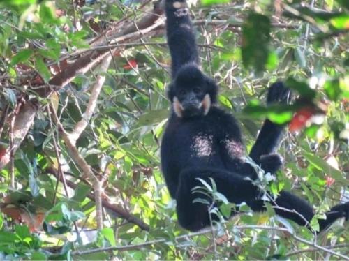a black bear sitting on a tree branch at Bee Bee's Chalets home stay and trekking in Banlung