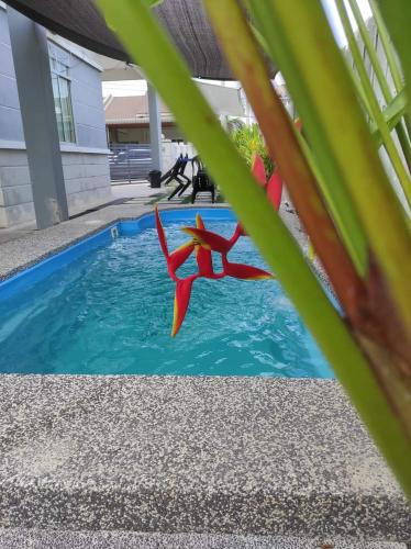 uma estrela-do-mar vermelha numa piscina ao lado de uma planta em Murni Inn Pulasan em Guar Chempedak