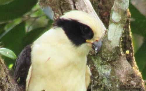 a yellow and black bird sitting on a tree at Montaña Verde in Rivas