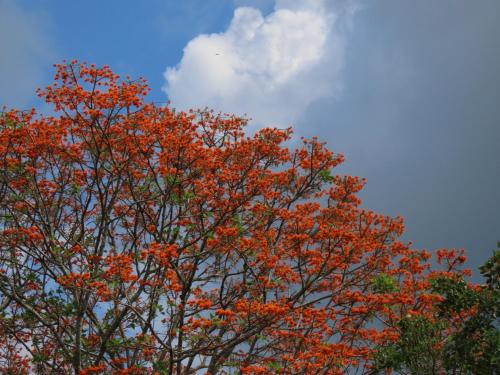a tree with orange leaves against a blue sky at Montaña Verde in Rivas
