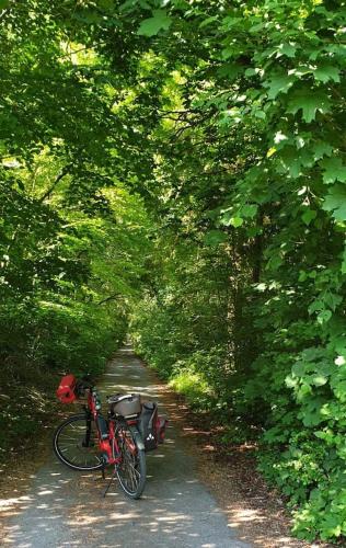 a bike parked on a path in a forest at Stilvolle Ferienwohnung im Eichsfeld in Niederorschel