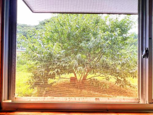 a window with a view of a tree at Iriyama-So in Shimoda