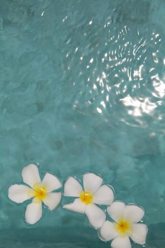 three white flowers are next to the water at Zog Villas in Koh Samui 