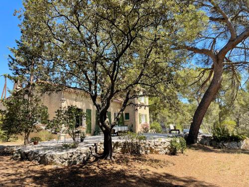 un grand arbre devant un bâtiment dans l'établissement Mas du Grand Pin - Villa sur grande pinède, Site naturel exceptionnel, Calanque du Port d'Alon à 2pas, à Saint-Cyr-sur-Mer