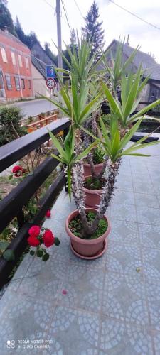 a couple of potted plants sitting on a sidewalk at Apartman Šipak in Fužine