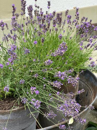 a bunch of purple flowers in a bucket at B&B tannen124 in Oberburg