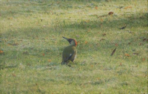 a bird with a red head walking in a field at B&B Maison Kerkhove in Kerkhove