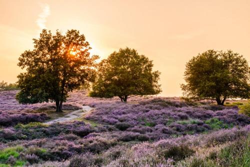 een veld lavendel met bomen in de zonsondergang bij Vakantie bij Meeussen - Schuttersoord in Mook
