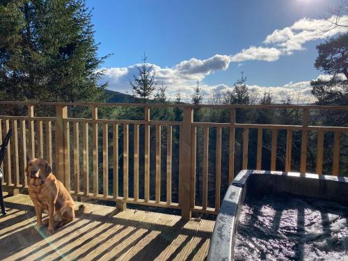 a dog sitting on a deck next to a swimming pool at Acorn Lodge with Hot Tub in Cupar