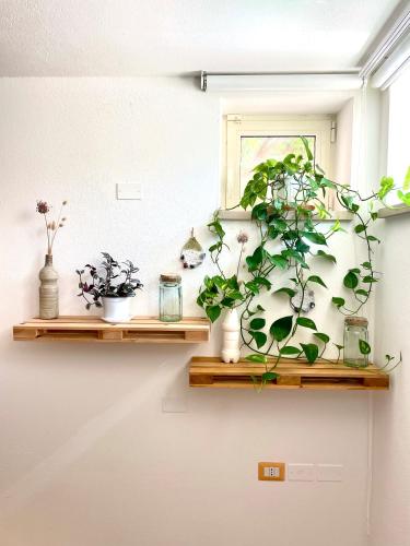 a bunch of plants sitting on shelves on a wall at Bio&B Acquaviva in Otranto