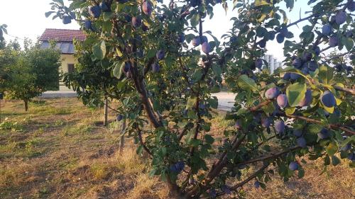 Gallery image of Briza Marii in Costinesti