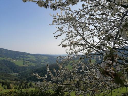 a branch of a tree with white flowers on it at Alpengasthof Fernblick in Mönichkirchen