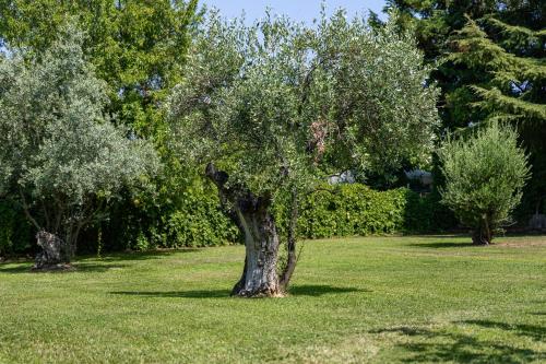 a tree sitting in the middle of a field at The Olympus Garden Beach House in Litochoro