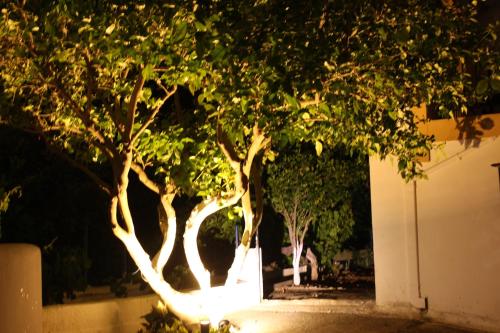 Gallery image of Theofilos Appartements in Livadi