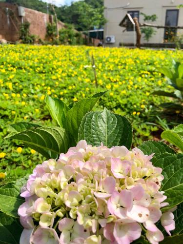 Un jardín fuera de Vườn An nhiên Mộc Châu