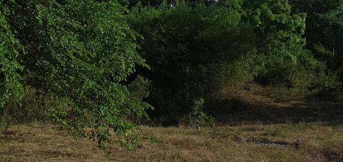 un groupe d'arbres au milieu d'un champ dans l'établissement La Felicita, à Mannar