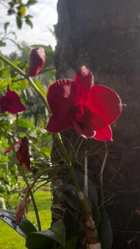 a group of red flowers on a plant at Rancho Esperança, pouso e comida a lenha in Paraty