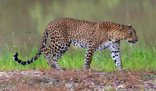 Animales en el hotel o alrededores