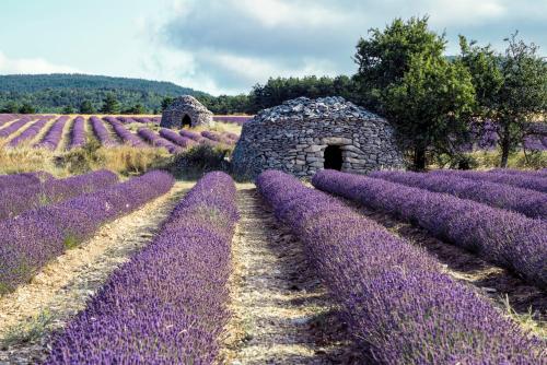 a field of lavender with a stone building in the middle at Le Cabanon des Lavandes entre Mont Ventoux et Luberon in Sault-de-Vaucluse