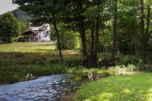 a dog standing in a stream in a field at Plitvice Lakes House By The Creek - Happy Rentals in Korenica