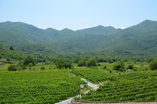 a road in a vineyard with mountains in the background at Markovic Winery and Estate apartments in Cetinje