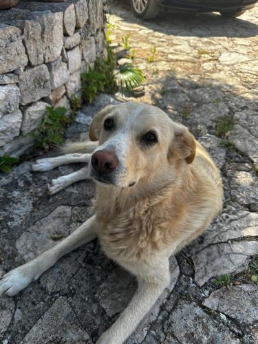 a dog laying on the ground with a stick in its mouth at Masseria Sciaiani Piccola in Villa Castelli